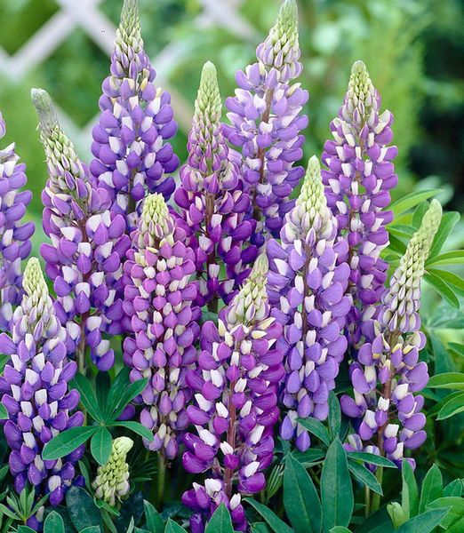 Lupinus polyphyllus 'Blue Shades'